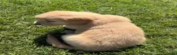 Golden Retriever dogs for sale: Pink Collar  - Ad 2