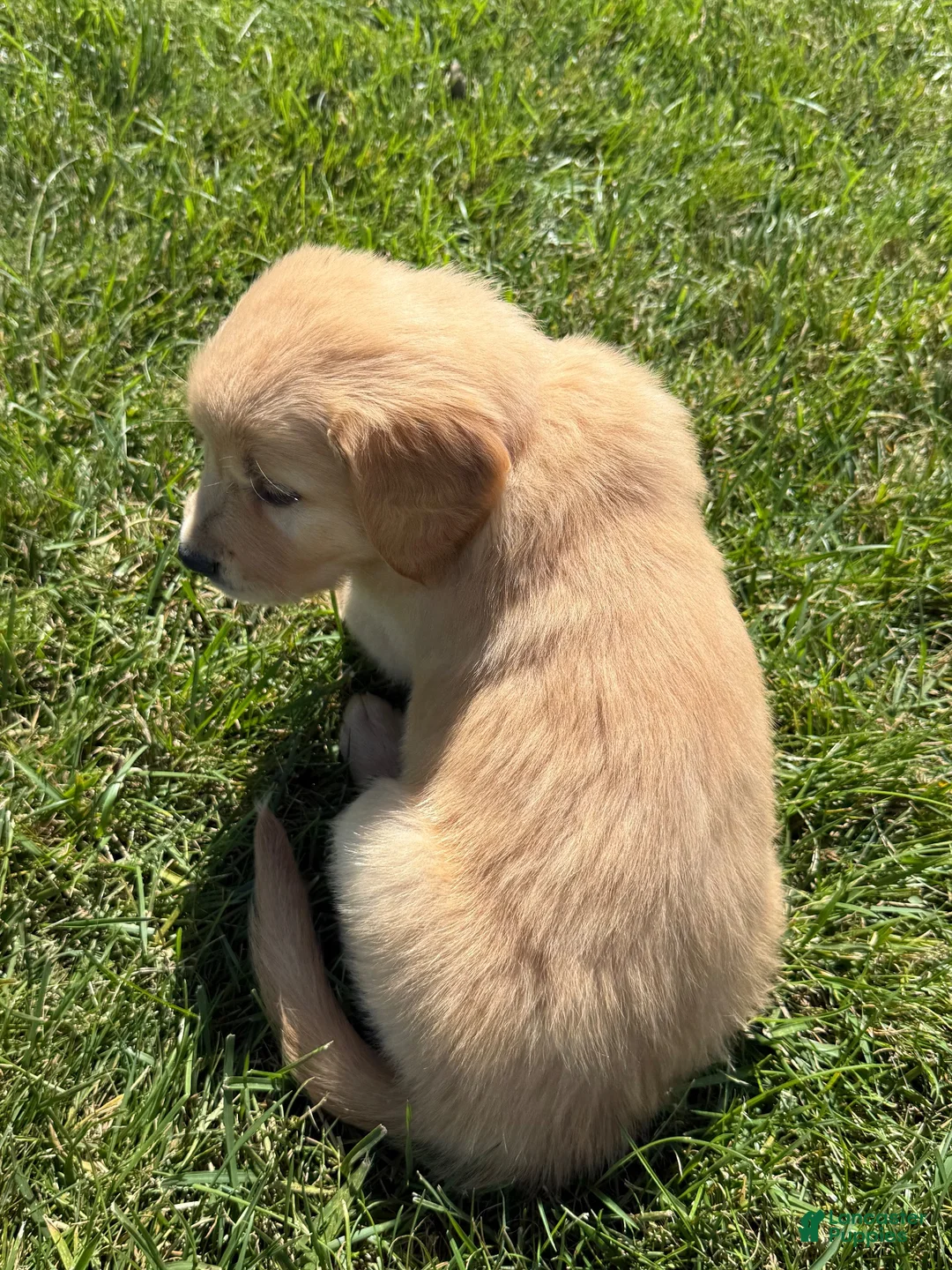 Golden Retriever dogs for sale: Pink Collar  - Ad 2