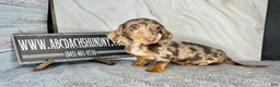 Miniature Dachshund dogs for sale: Rianna dappleShow boy - Ad 38