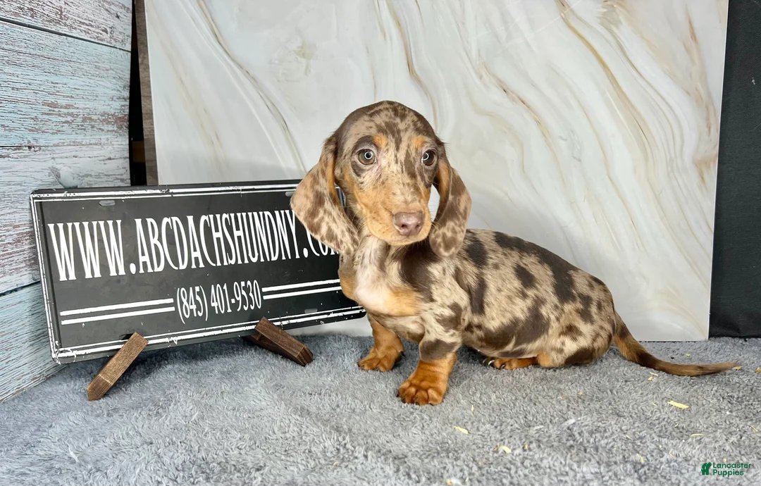 Miniature Dachshund dogs for sale: Rianna dappleShow boy - Ad 38