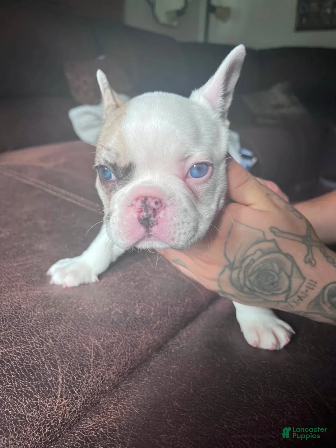 French Bulldog dogs for sale: French Bulldog 1 - Ad 2
