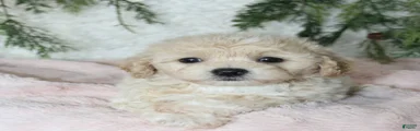Bichpoo 4