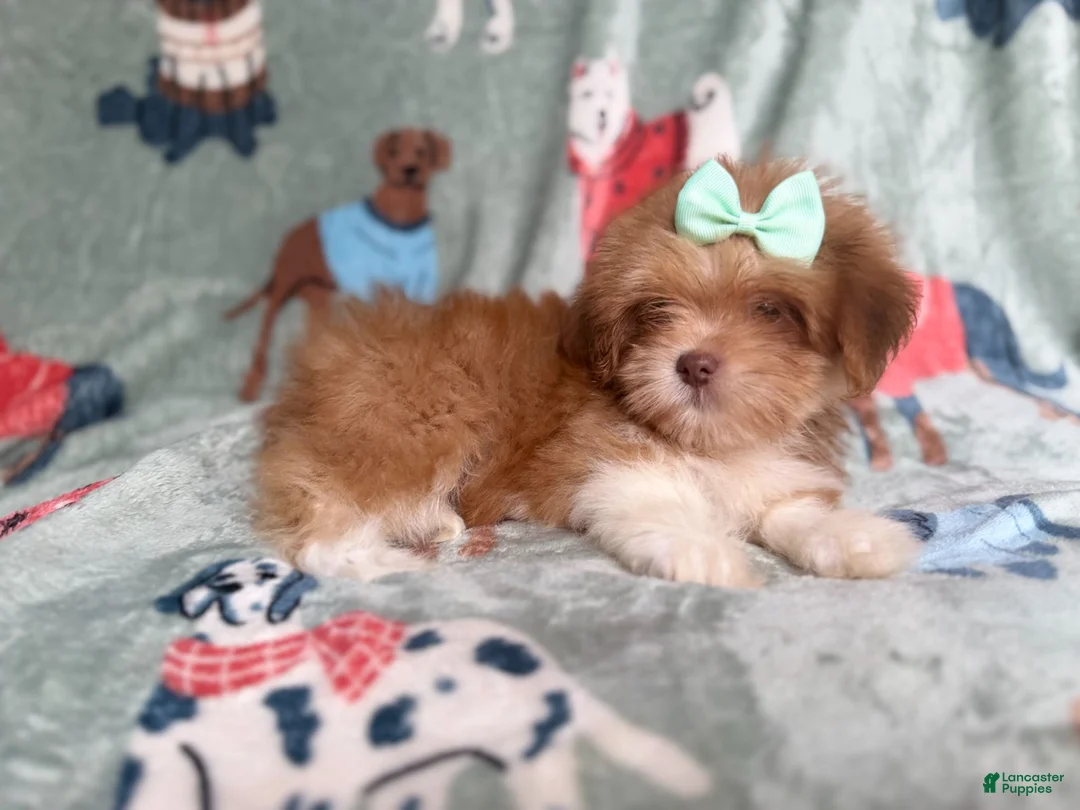 Lhasa Apso dogs for sale: Tilly - Ad 8