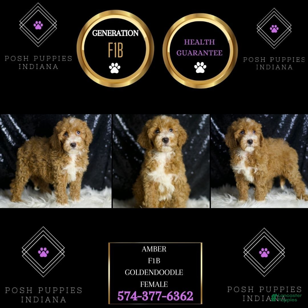 Mini Goldendoodle dogs for sale: Amber - Ad 3