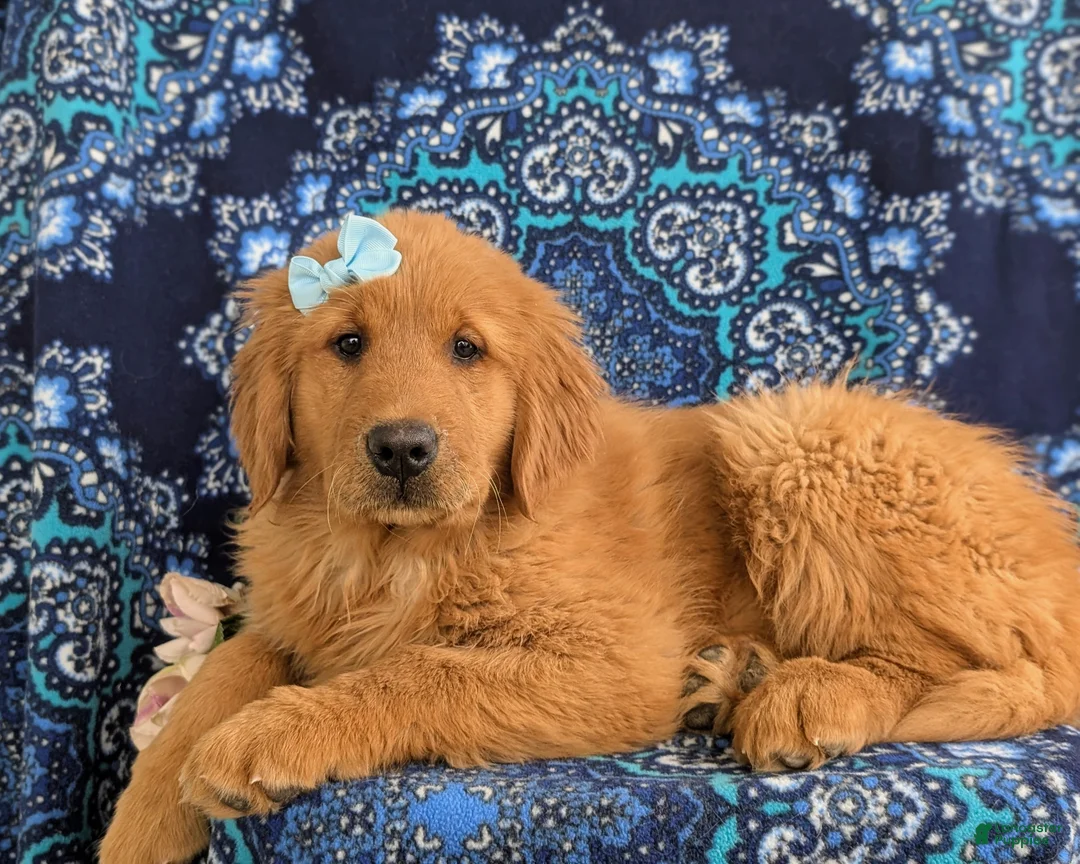 Golden Retriever dogs for sale: Ella - Ad 5