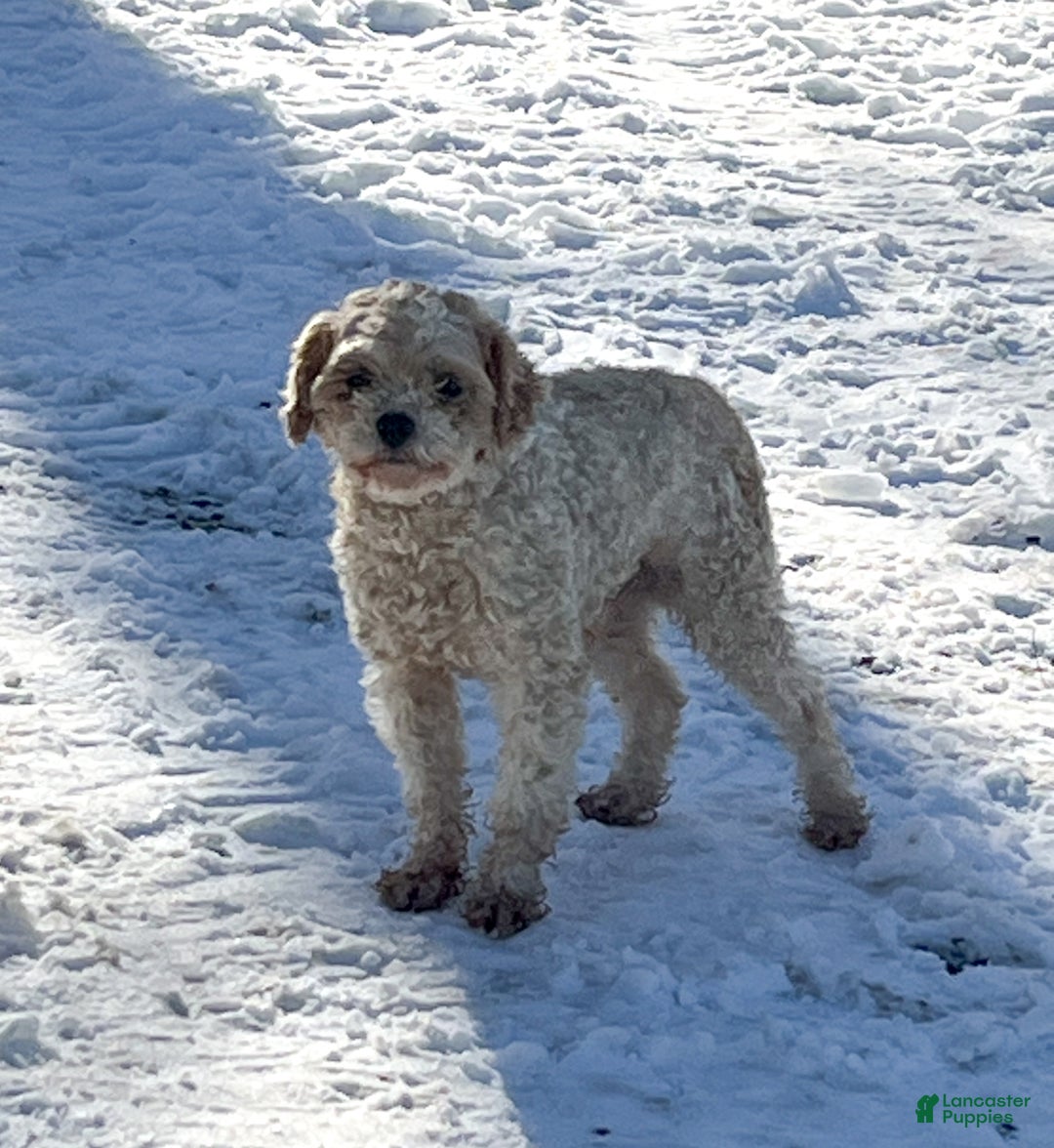Cockapoo dogs for sale: Elska - Ad 8
