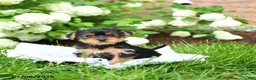 Yorkshire Terrier dogs for sale: Donald - Ad 1