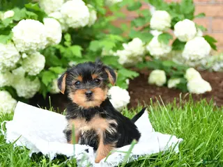 Yorkshire Terrier dogs for sale: Donald - Ad 1