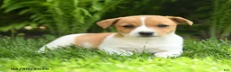 Mixed Breed dogs for sale: Daisy - Ad 2