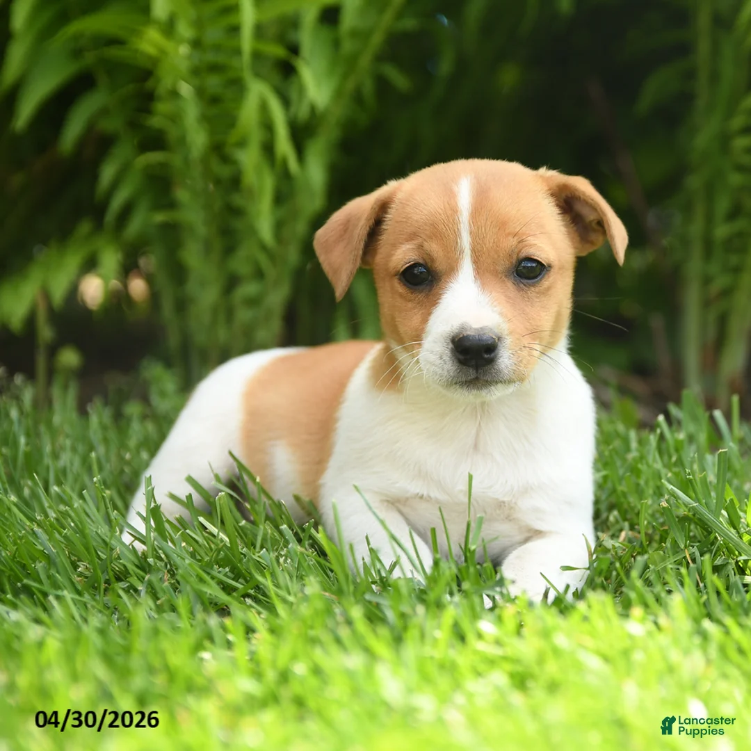 Mixed Breed dogs for sale: Daisy - Ad 2