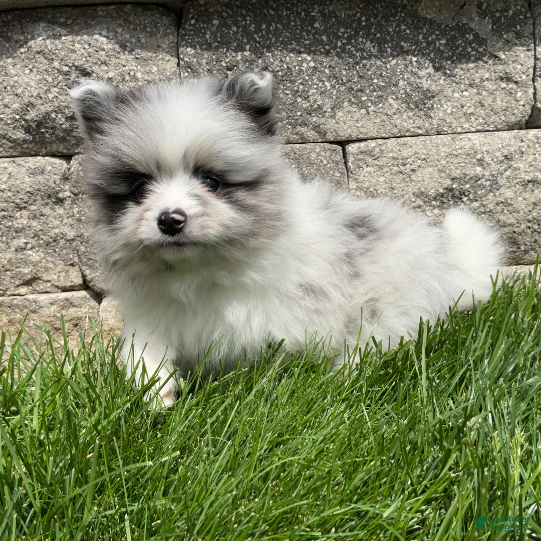 Pomeranian dogs for sale: Blu - Ad 2