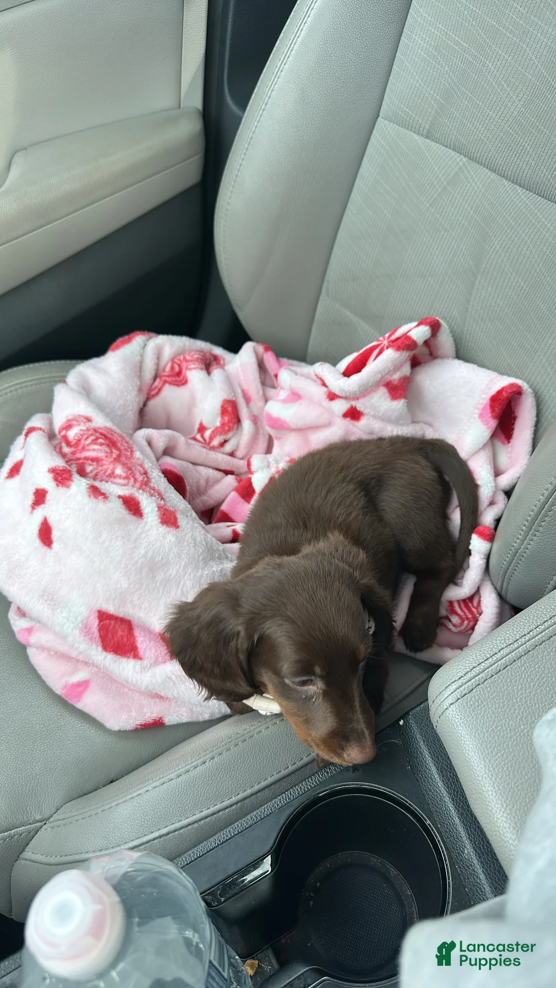 Miniature Dachshund dogs for sale: Roxy - Ad 2