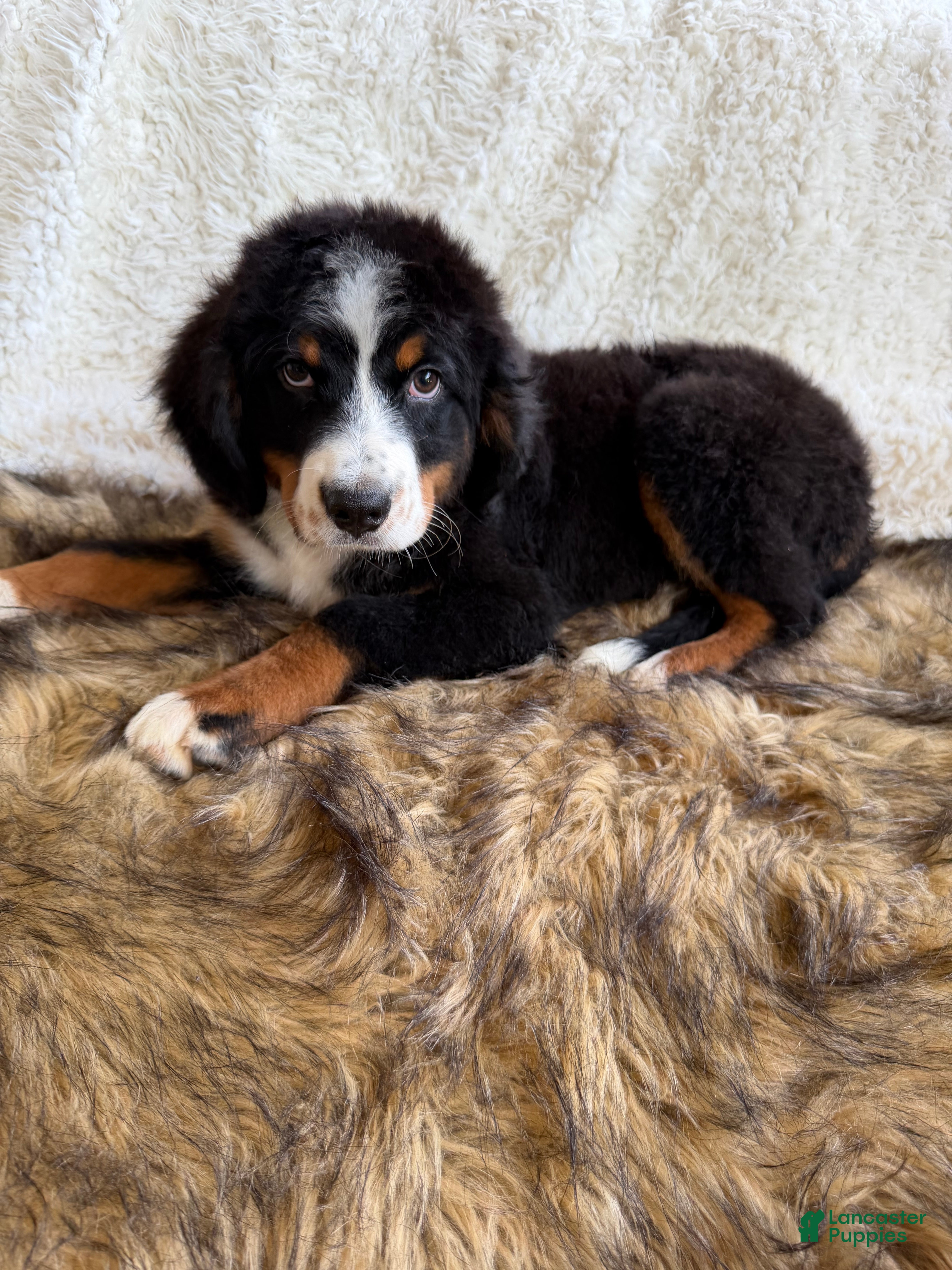 Bernedoodle dogs Whiskey ❤️ - Ad 2