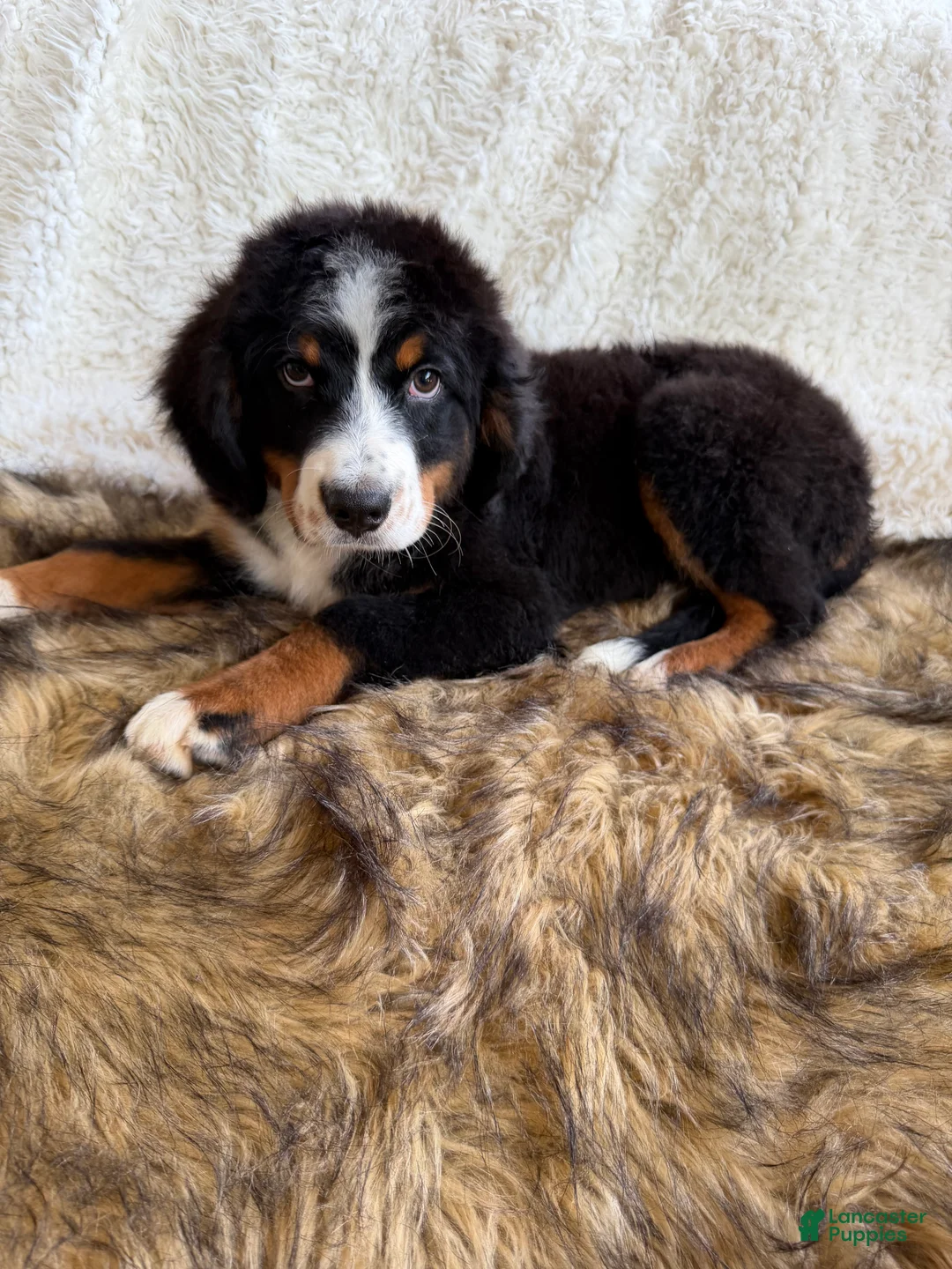 Bernedoodle dogs for sale: Whiskey ❤️ - Ad 2
