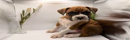 Boxer dogs for sale: Champ  - Ad 43