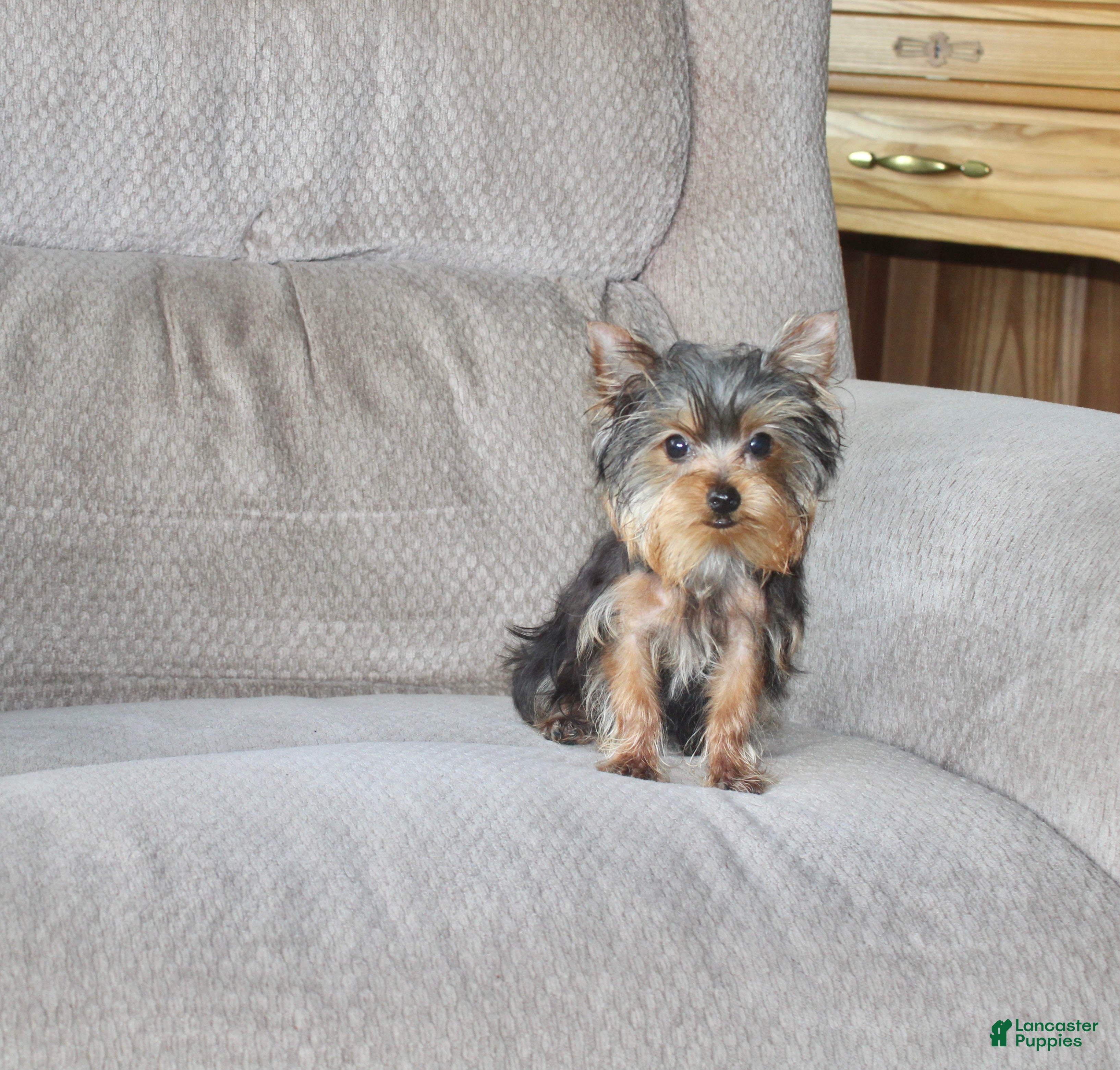 Yorkshire Terrier dogs Peanut - Ad 2