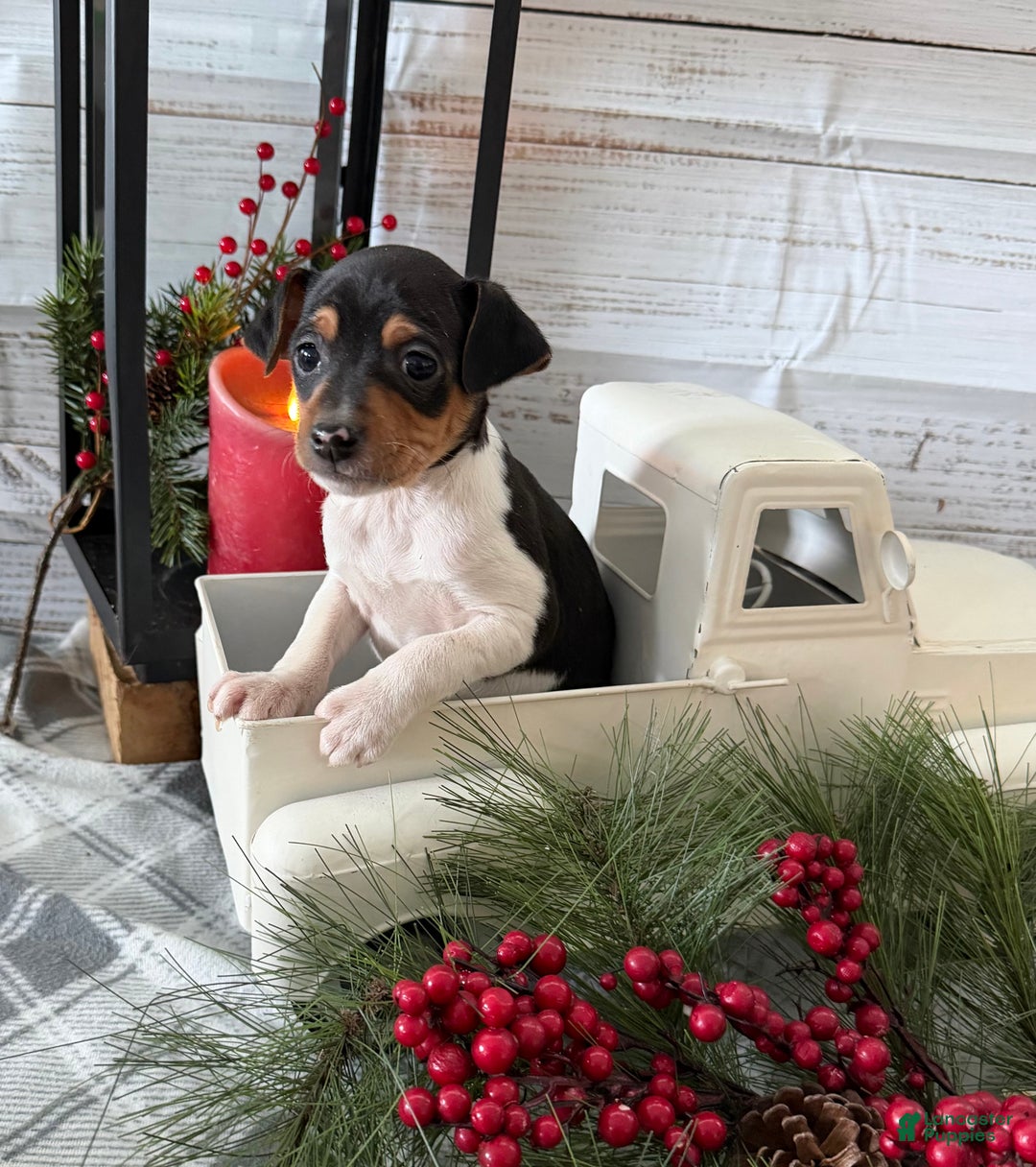 Toy Fox Terrier dogs for sale: Tubby - Ad 3