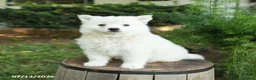 American Eskimo dogs for sale: Freddie - Ad 3
