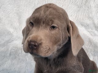 Labrador Retriever dogs Miles - Ad 15