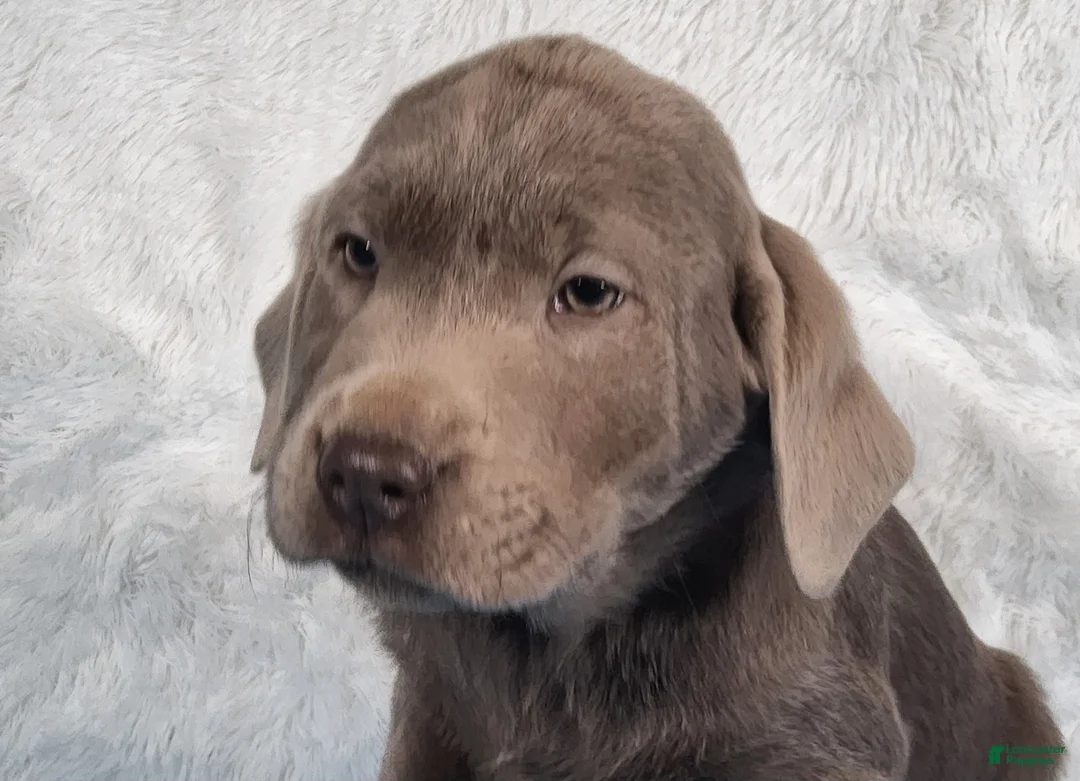 Labrador Retriever dogs for sale: Miles - Ad 1