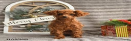 Toy Poodle dogs for sale: Rosie - Ad 2