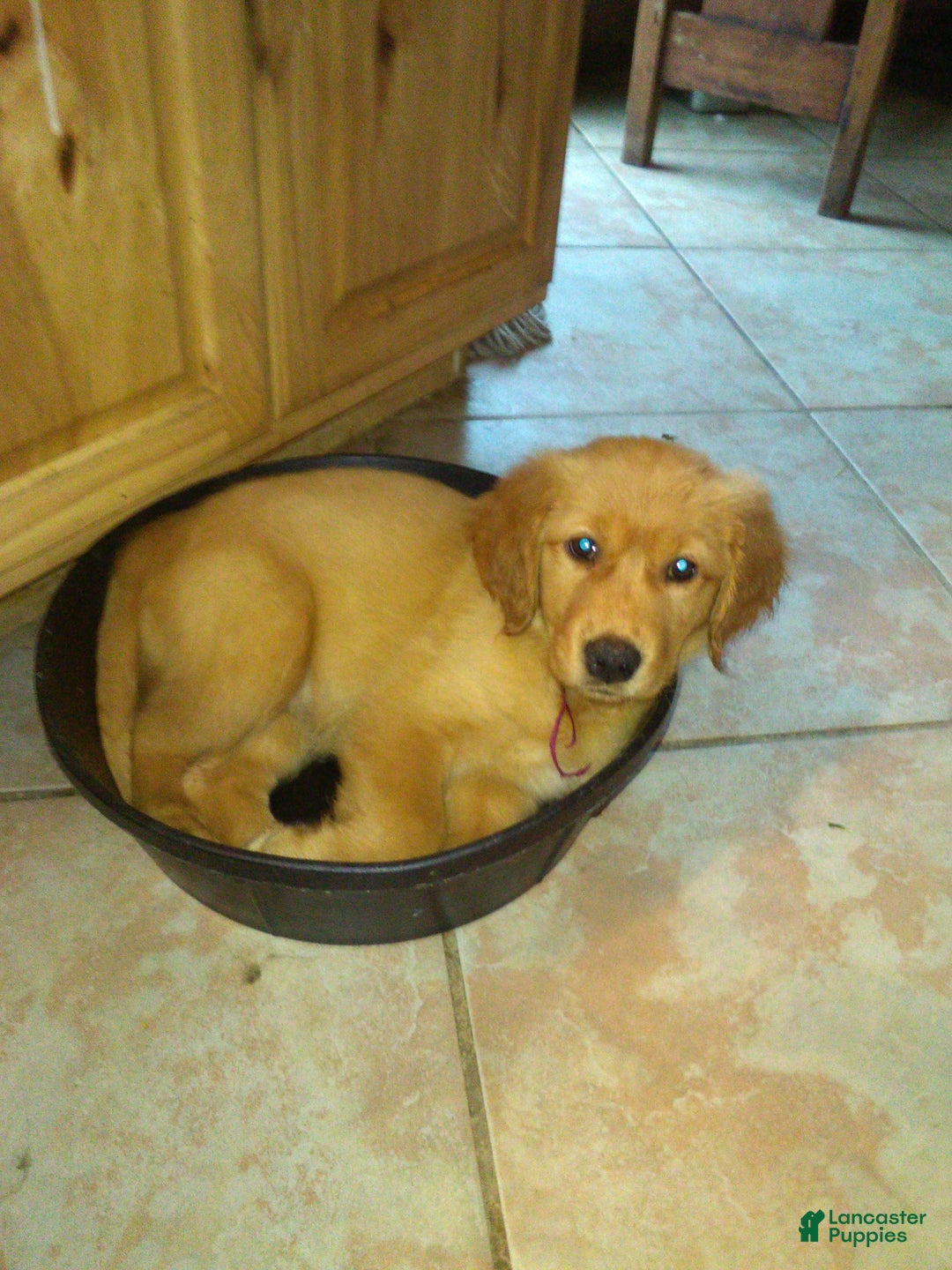Golden Retriever dogs for sale: addy - Ad 1
