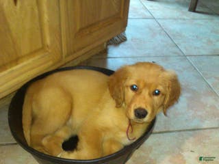 Golden Retriever dogs addy - Ad 30