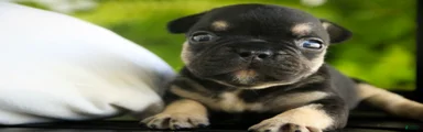Finn French Bulldog 