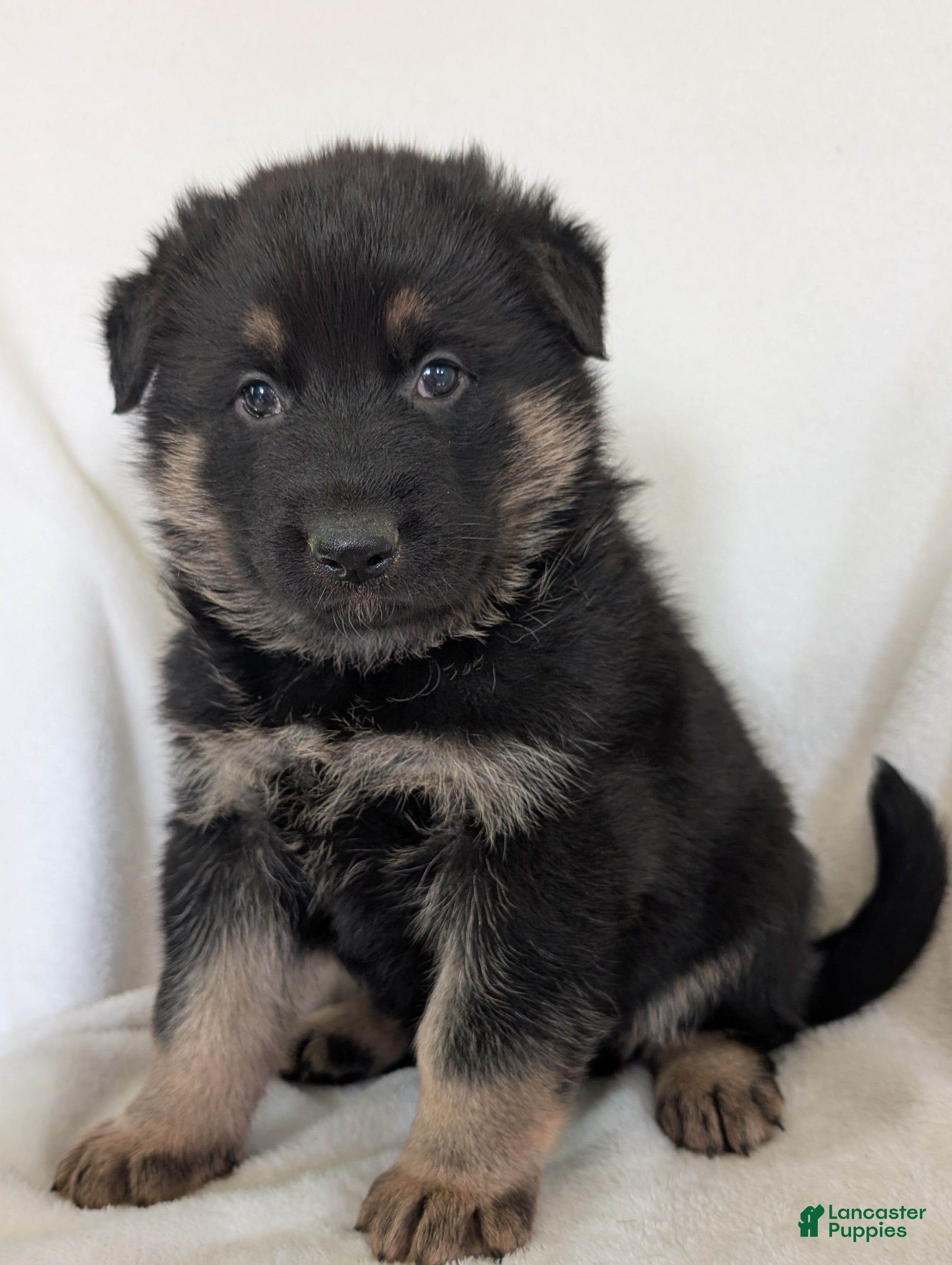 German Shepherd dogs Mack - Ad 1
