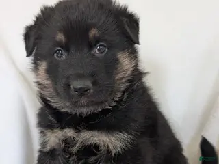 German Shepherd dogs for sale: Mack - Ad 2