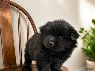 Chow Chow dogs for sale: Violet - Ad 2