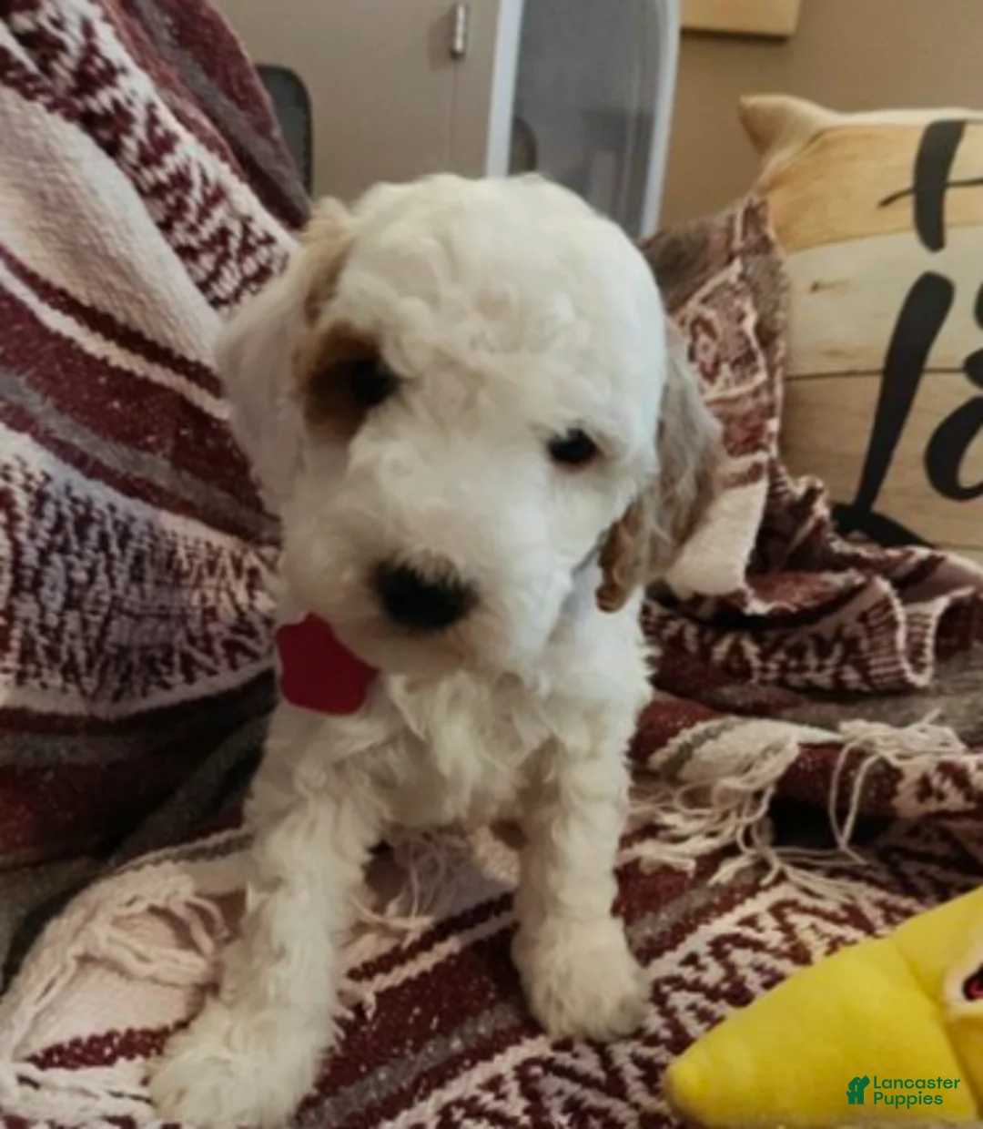 Mini Goldendoodle dogs for sale: Max - Ad 1