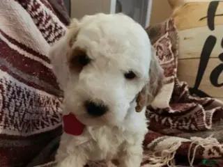 Mini Goldendoodle dogs for sale: Max - Ad 4