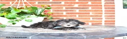 Maltipoo dogs for sale: Scout - Ad 4