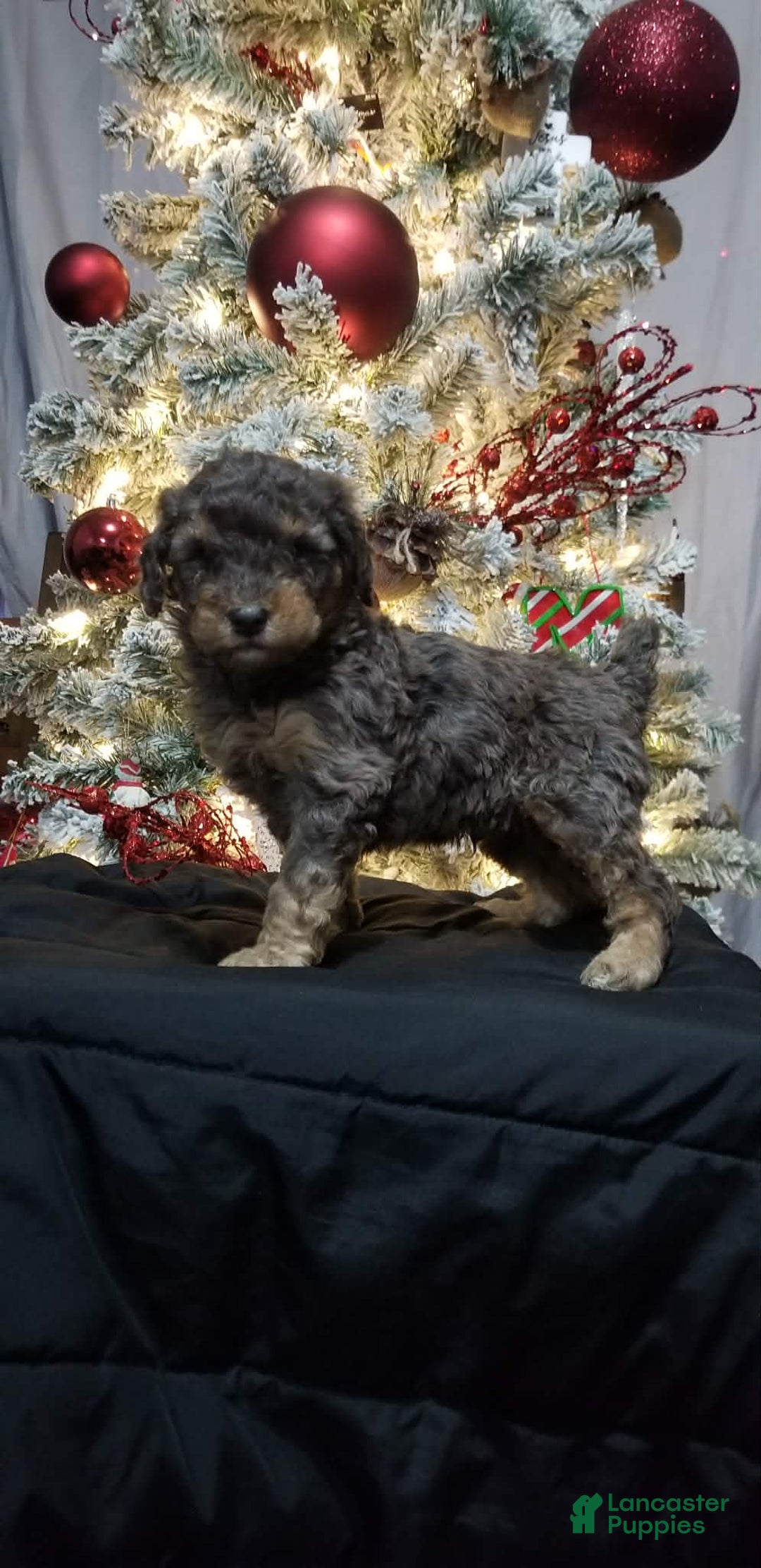 Mini Aussiedoodle dogs for sale: Mini Aussiedoodle Puppy 6 - Ad 2
