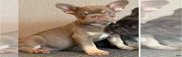 French Bulldog dogs for sale: COCO - ISABELLA TAN Cutie in CALI - USA DELIVERY - Ad 1