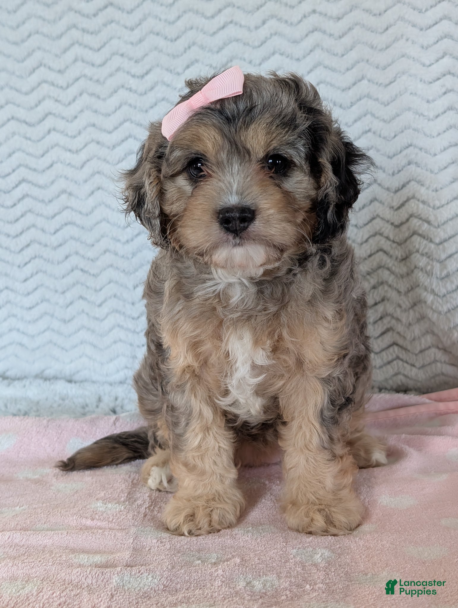 Cavapoo dogs Miss Sadie  - Ad 2