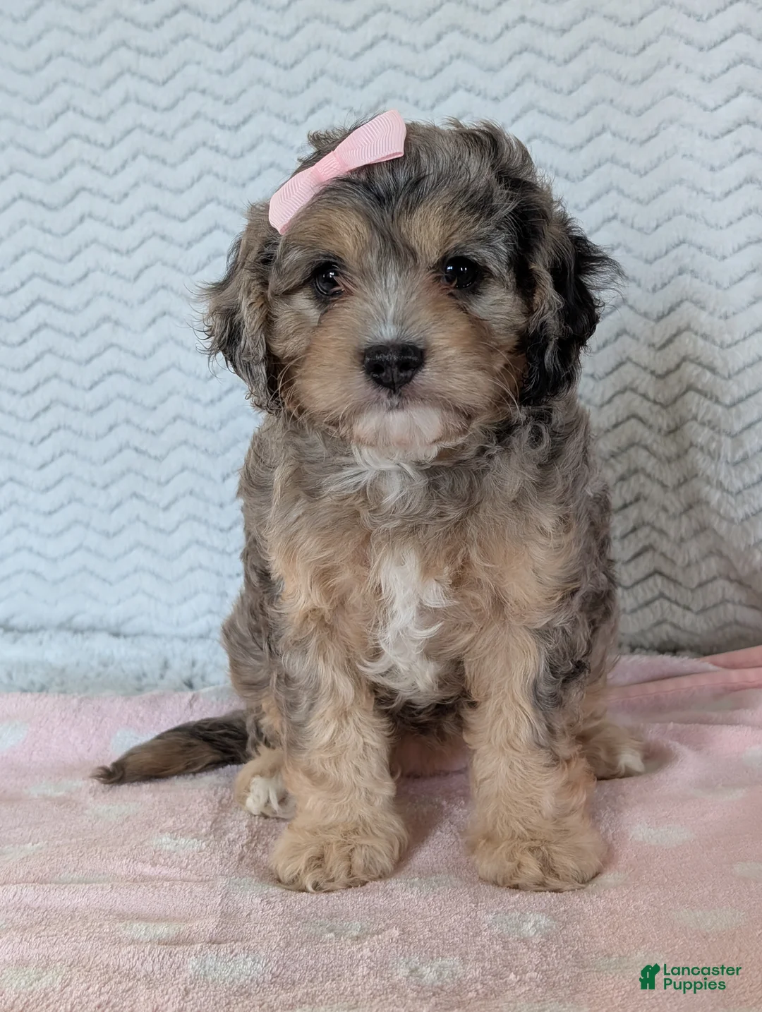 Cavapoo dogs for sale: Miss Sadie  - Ad 2