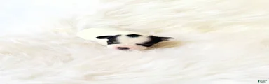 AKC Ladybug