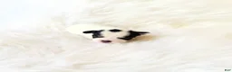 Chihuahua dogs for sale: AKC Ladybug - Ad 1