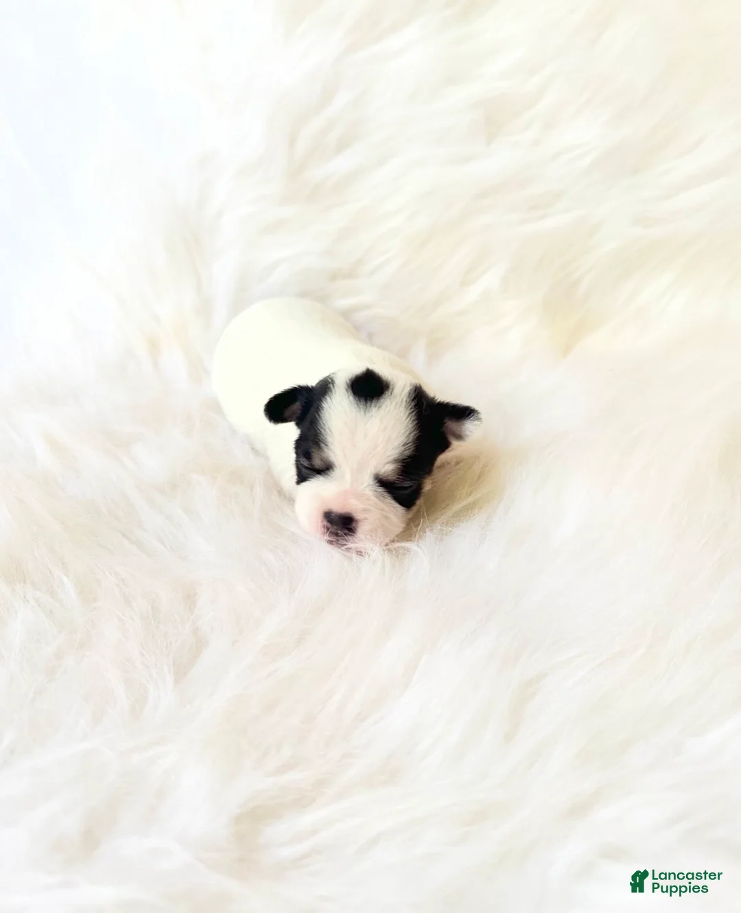 Chihuahua dogs for sale: AKC Ladybug - Ad 1
