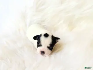 Chihuahua dogs AKC Ladybug - Ad 11