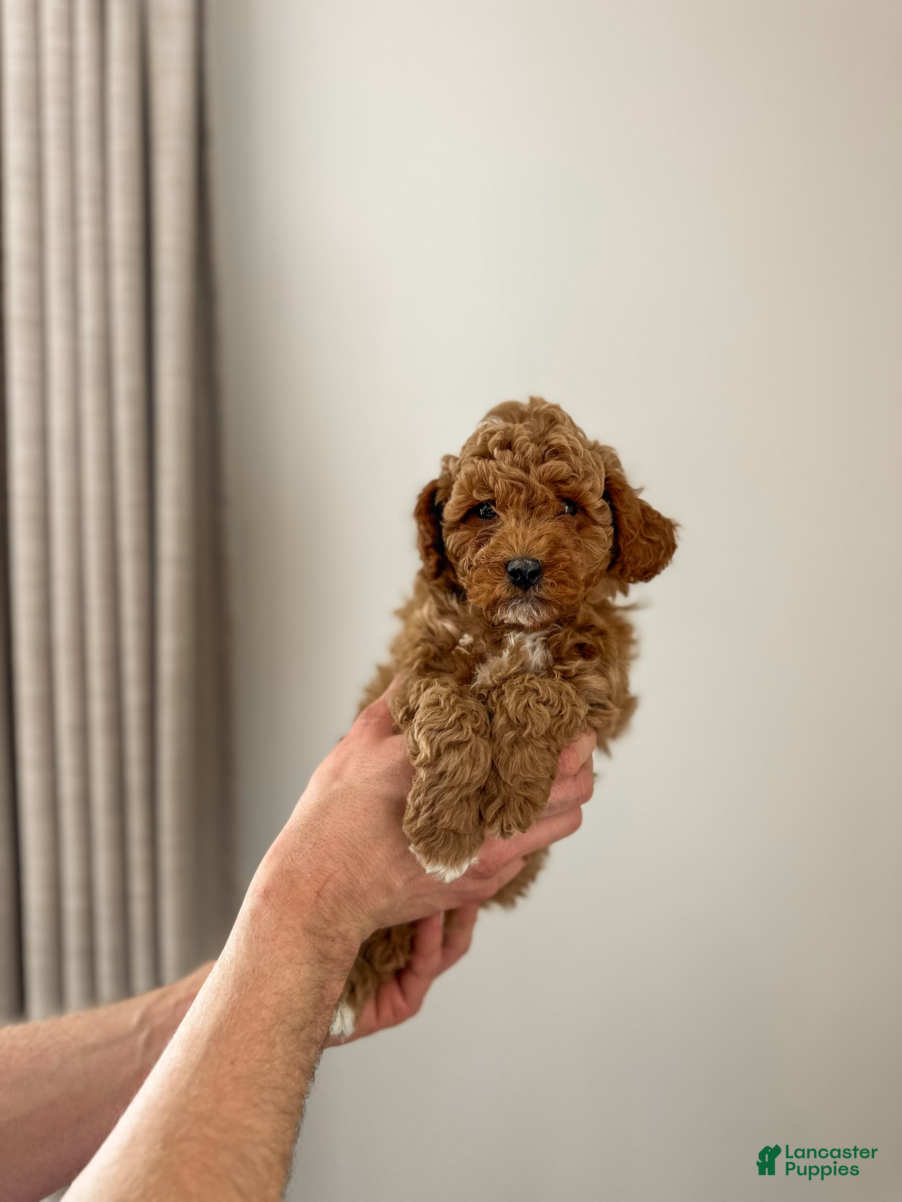 Mini Goldendoodle dogs Sailor - Ad 9