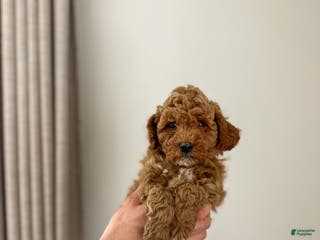 Mini Goldendoodle dogs Sailor - Ad 9