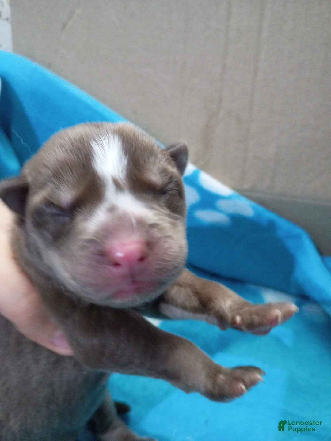 Siberian Husky dogs for sale: Red Collar 4th Born - Temp Name is Ruby - Ad 1