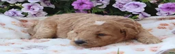 Mini Goldendoodle dogs for sale: Charlie - Ad 3