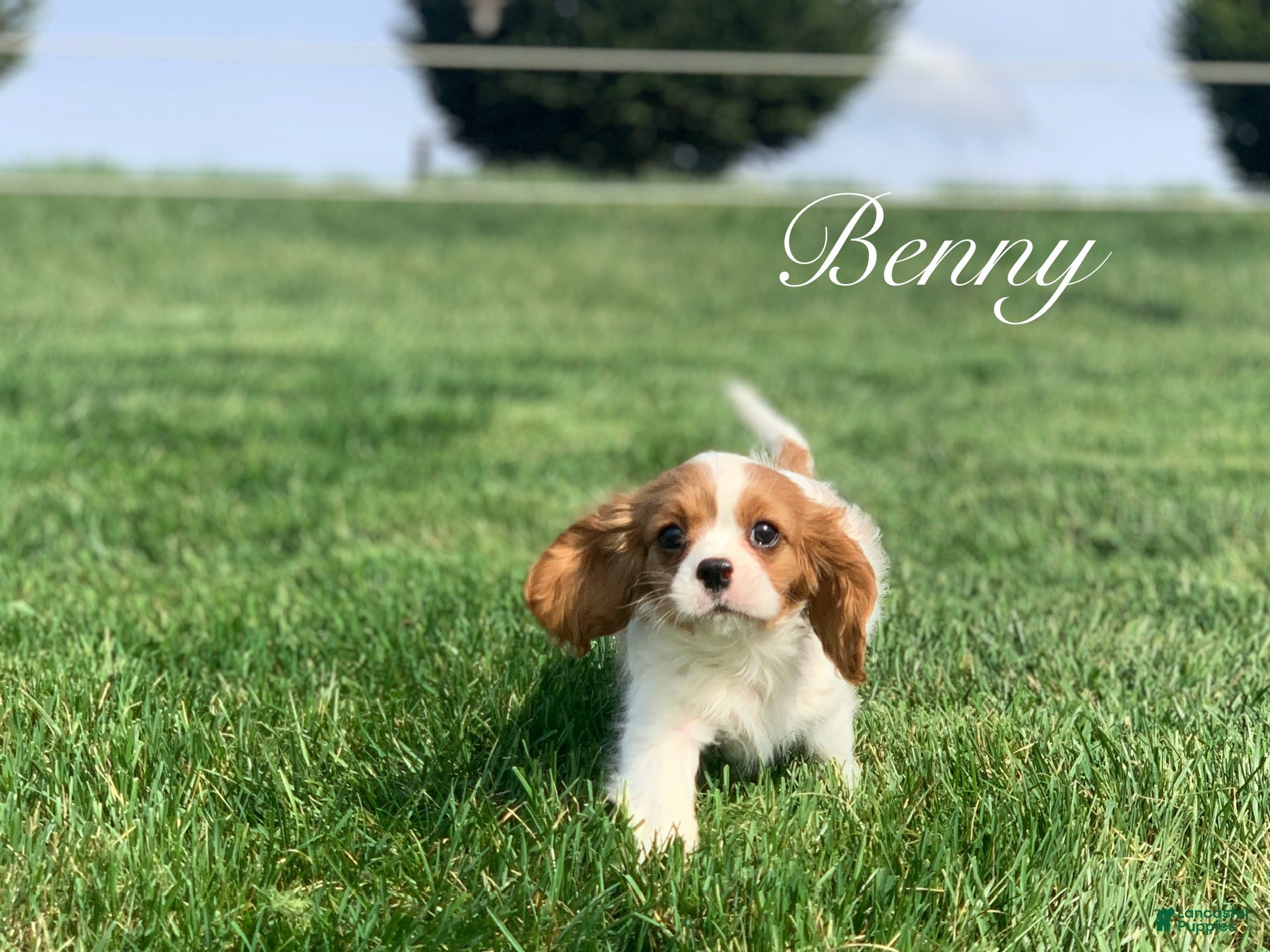 Cavalier King Charles Spaniel dogs Benny - Ad 1