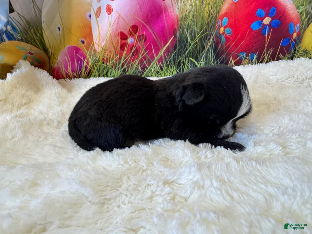 Morkie dogs for sale: Beauty - Ad 3