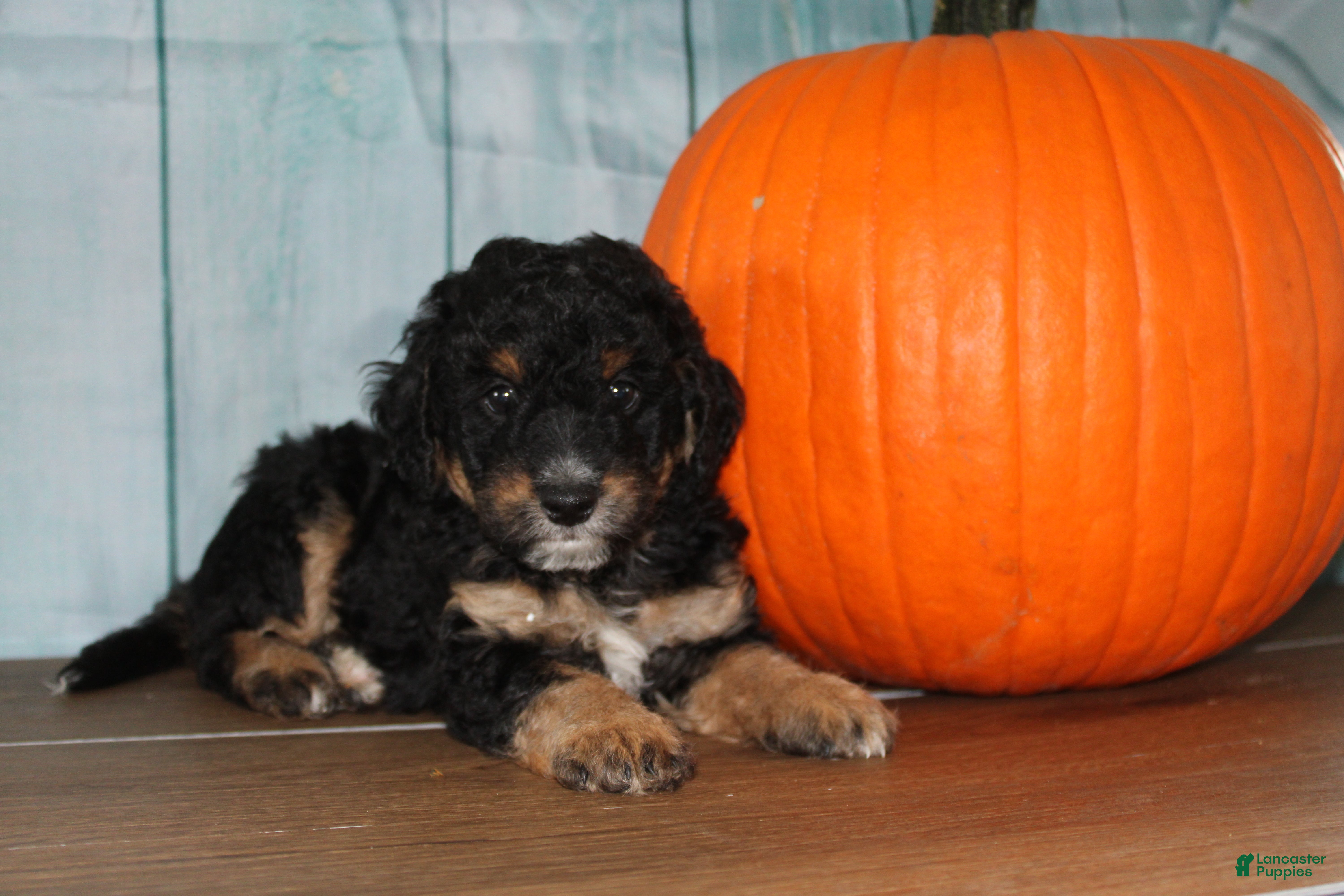 Mini Bernedoodle dogs Mini Bernedoodle 2 - Ad 1