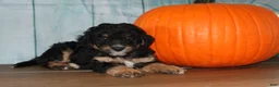 Mini Bernedoodle dogs for sale: Mini Bernedoodle 2 - Ad 1